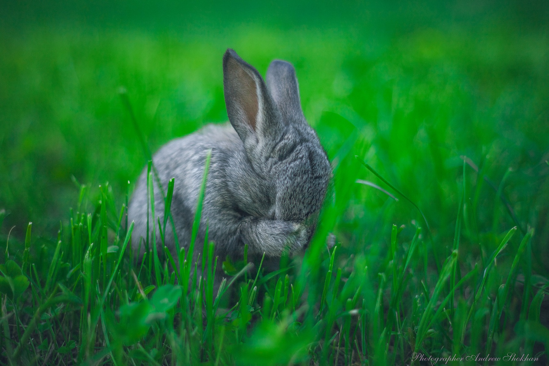 Заяц спрятался в траве
