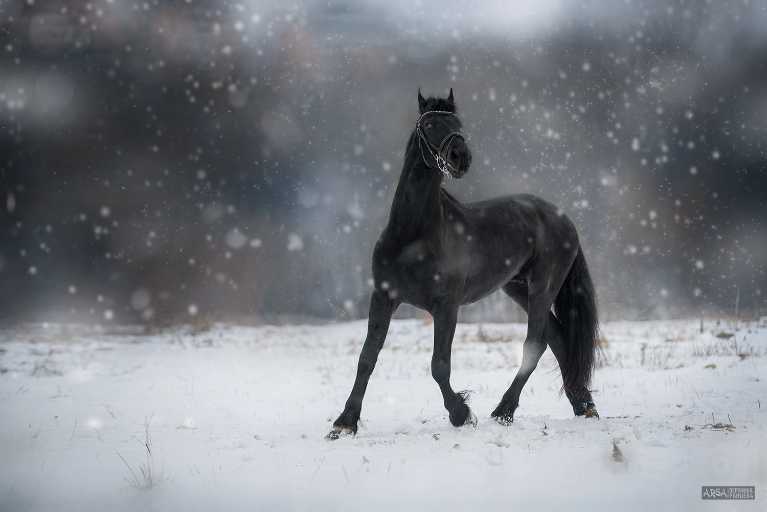 На коне в снегу. Фризская лошадь. Лошади снег Эстетика. Вороной конь. Лошади в снегу.