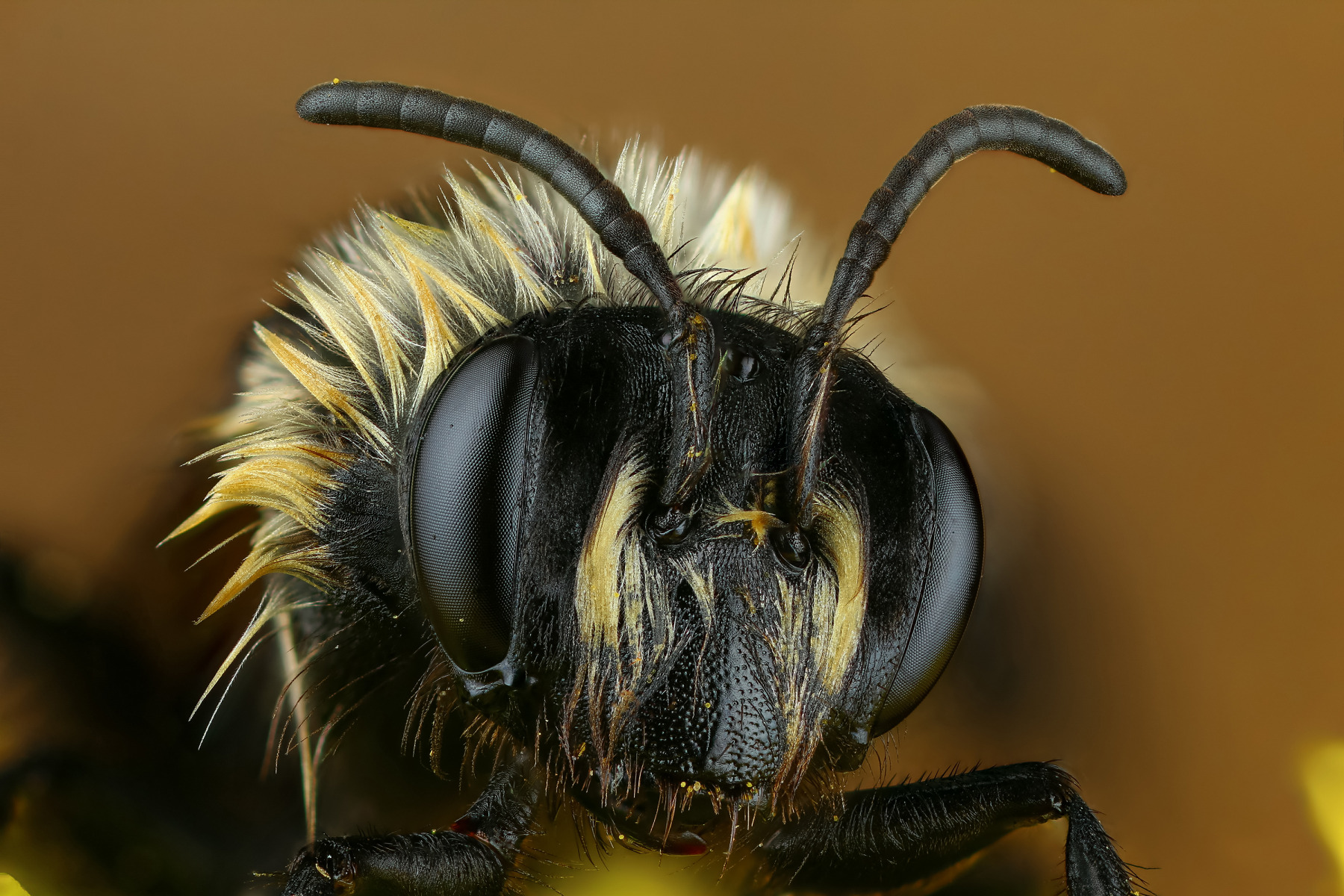 Пчела | Фотограф Андрей Шаповалов | foto.by фото.бай