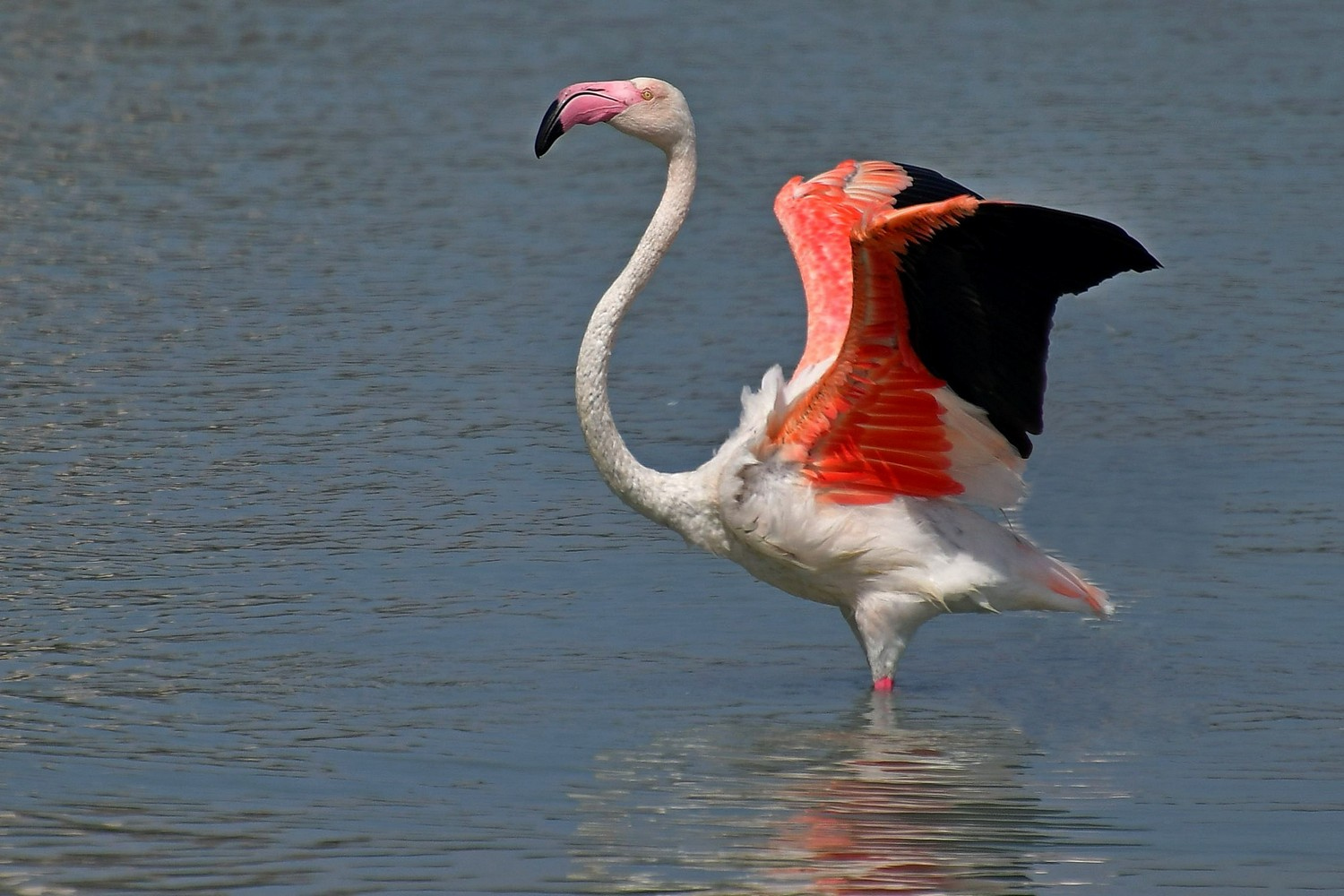 Flamingo.. | Фотограф Ihar Karneichuk | foto.by фото.бай
