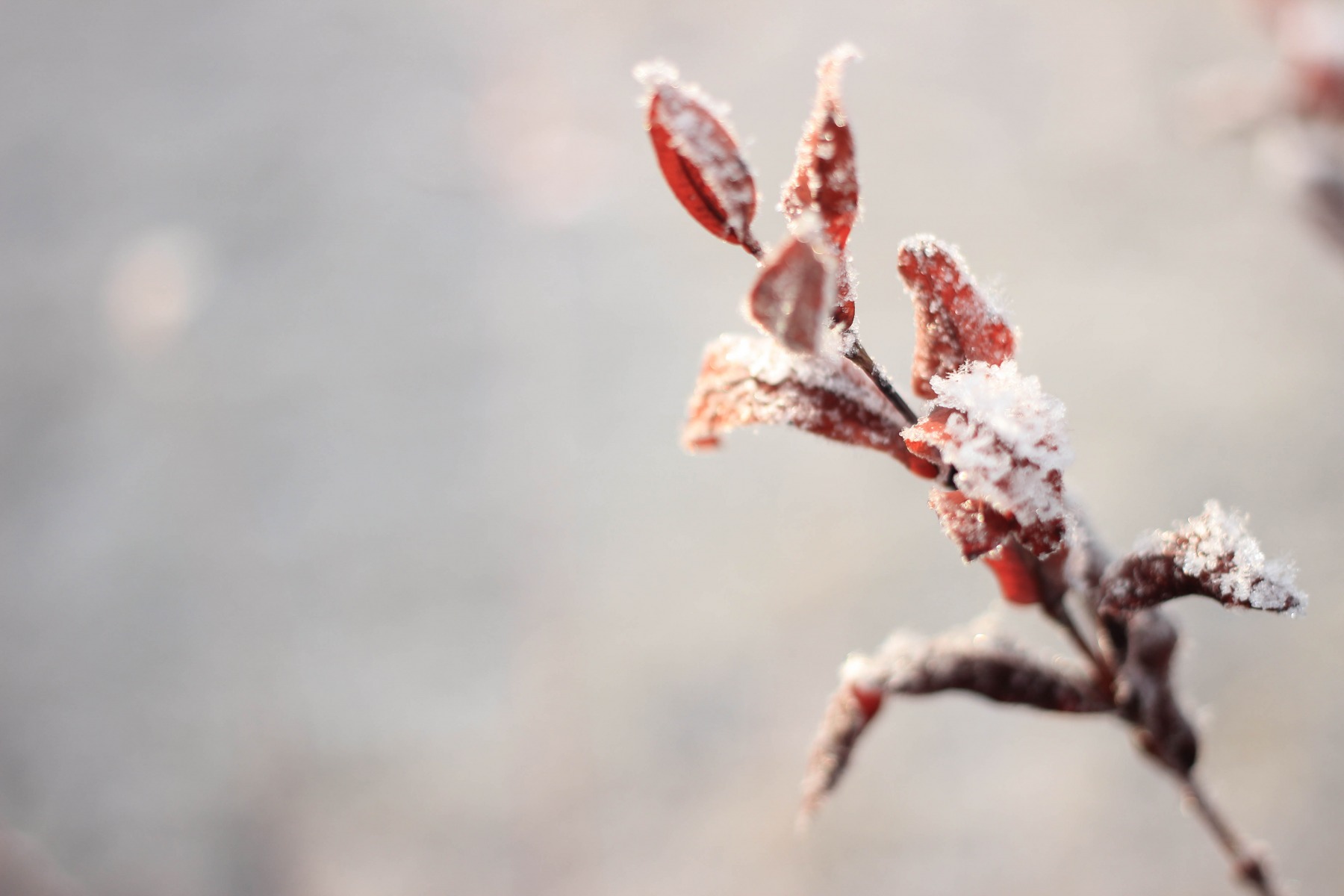 Winter flower | Фотограф Юлия Захарова | foto.by фото.бай
