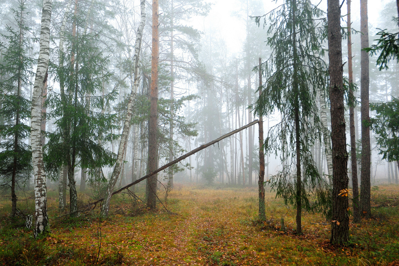Осень | Фотограф Стас Аврамчик | foto.by фото.бай