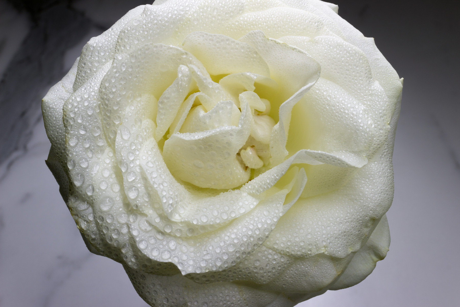 Цветок белой розы | Фотограф Вадим К | foto.by фото.бай