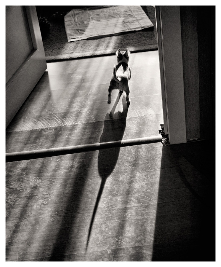 Серия "Про маленькую собачку" | Фотограф Лариса Пашкевич | foto.by фото.бай