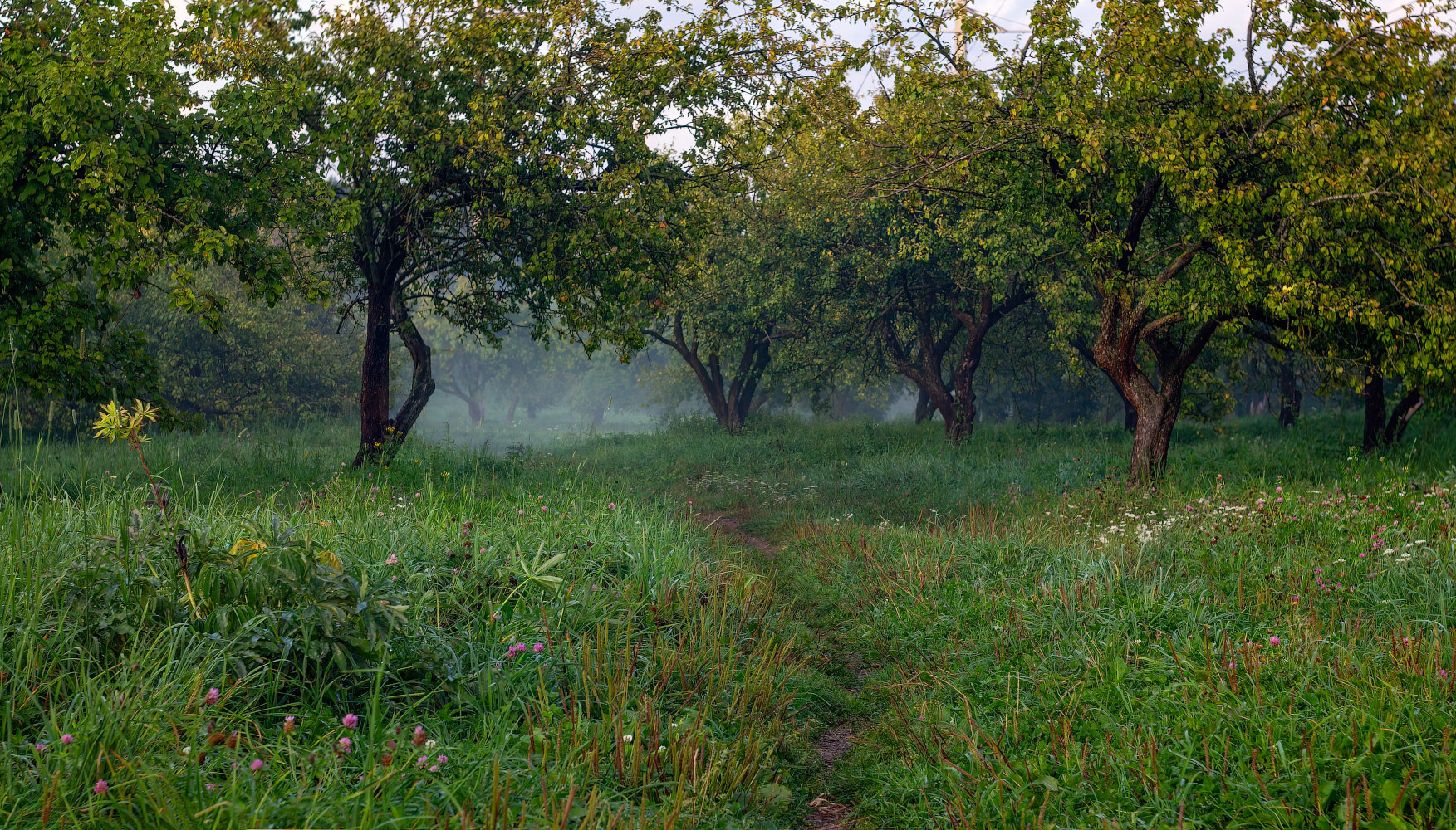 Вечерело в саду | Фотограф Сергей Шабуневич | foto.by фото.бай