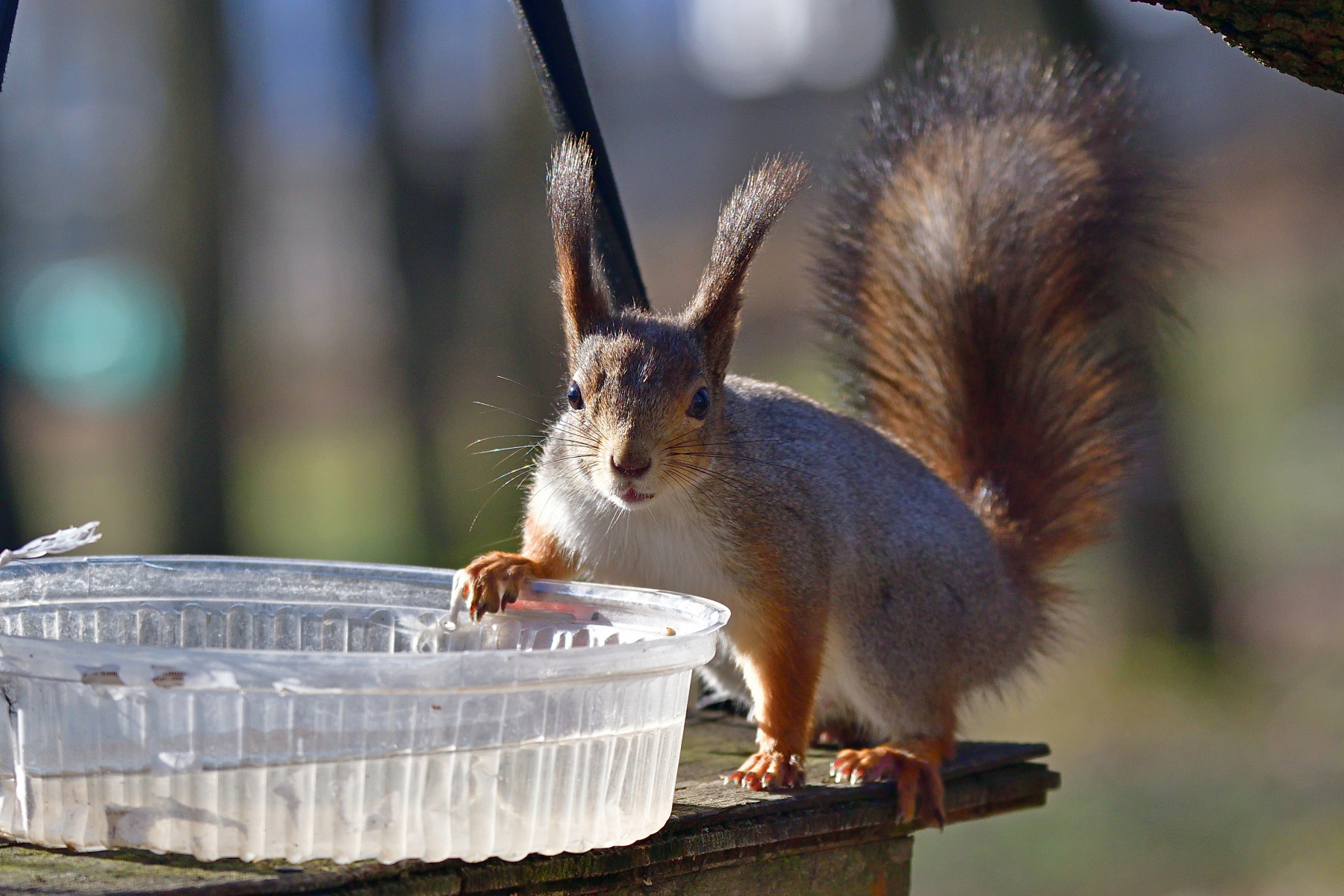 *** | foto.by фото.бай