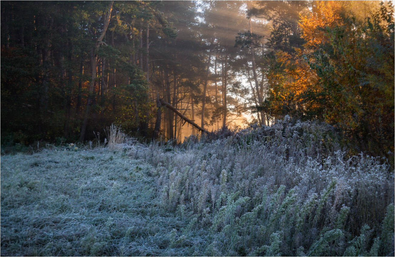 Про осень и морозный рассвет в лесу | Фотограф Сергей Шабуневич | foto.by фото.бай