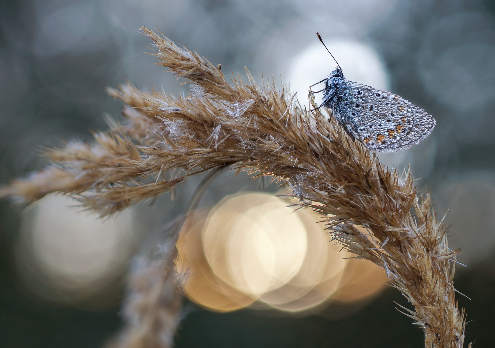 Утренняя голубянка | Фотограф Алексей Чепленко | foto.by фото.бай