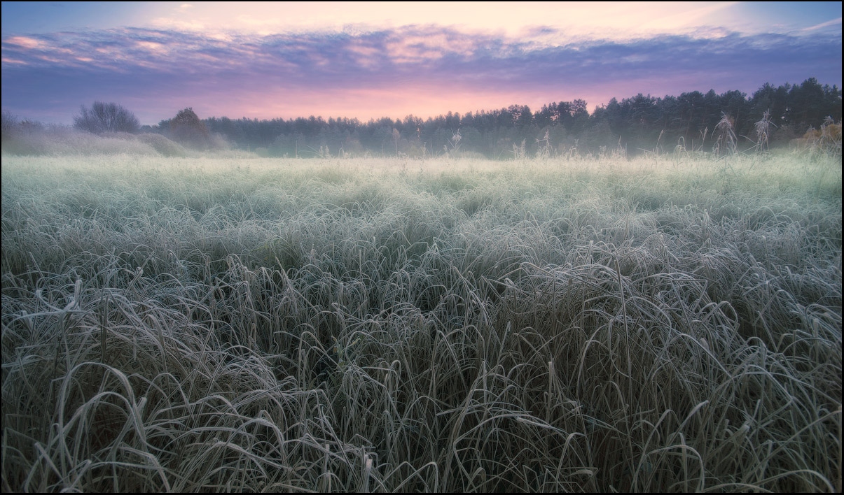 Высокая трава фото