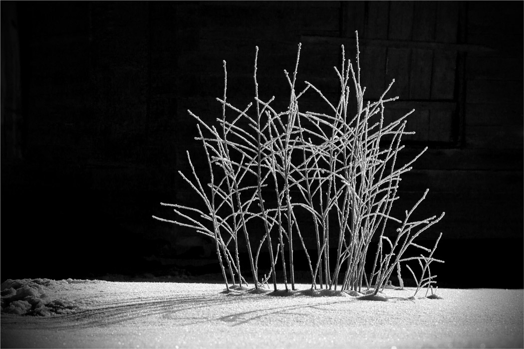 Вишневый сад | Фотограф Александр Войтко | foto.by фото.бай