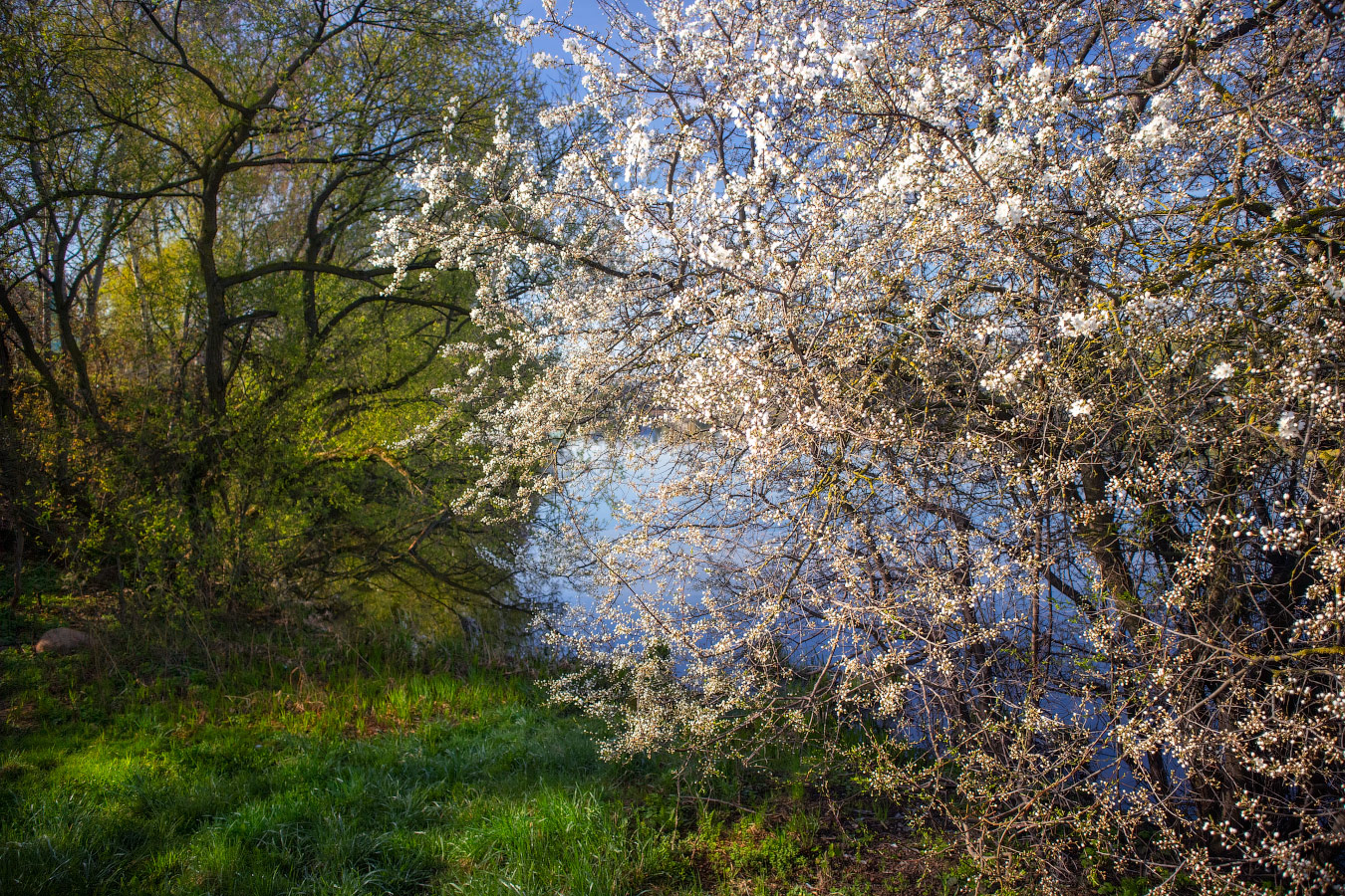 Весна | Фотограф Сергей Шабуневич | foto.by фото.бай
