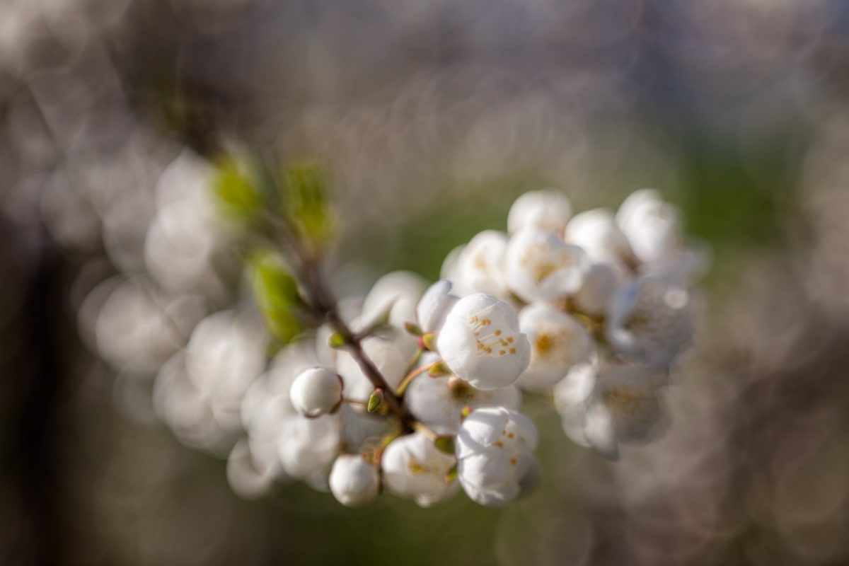 Весна! | Фотограф Айвар Удрис | foto.by фото.бай