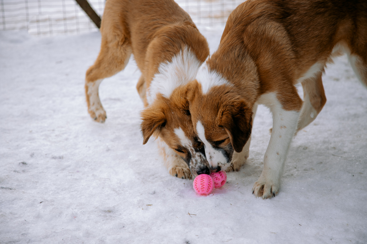 Фотограф в Минске - семейный, свадебный, репортажный фотограф. Фотосъёмка крещения, дня рождения, юбилея, венчания, корпоратива в Минске., фотография от 18.02.2026