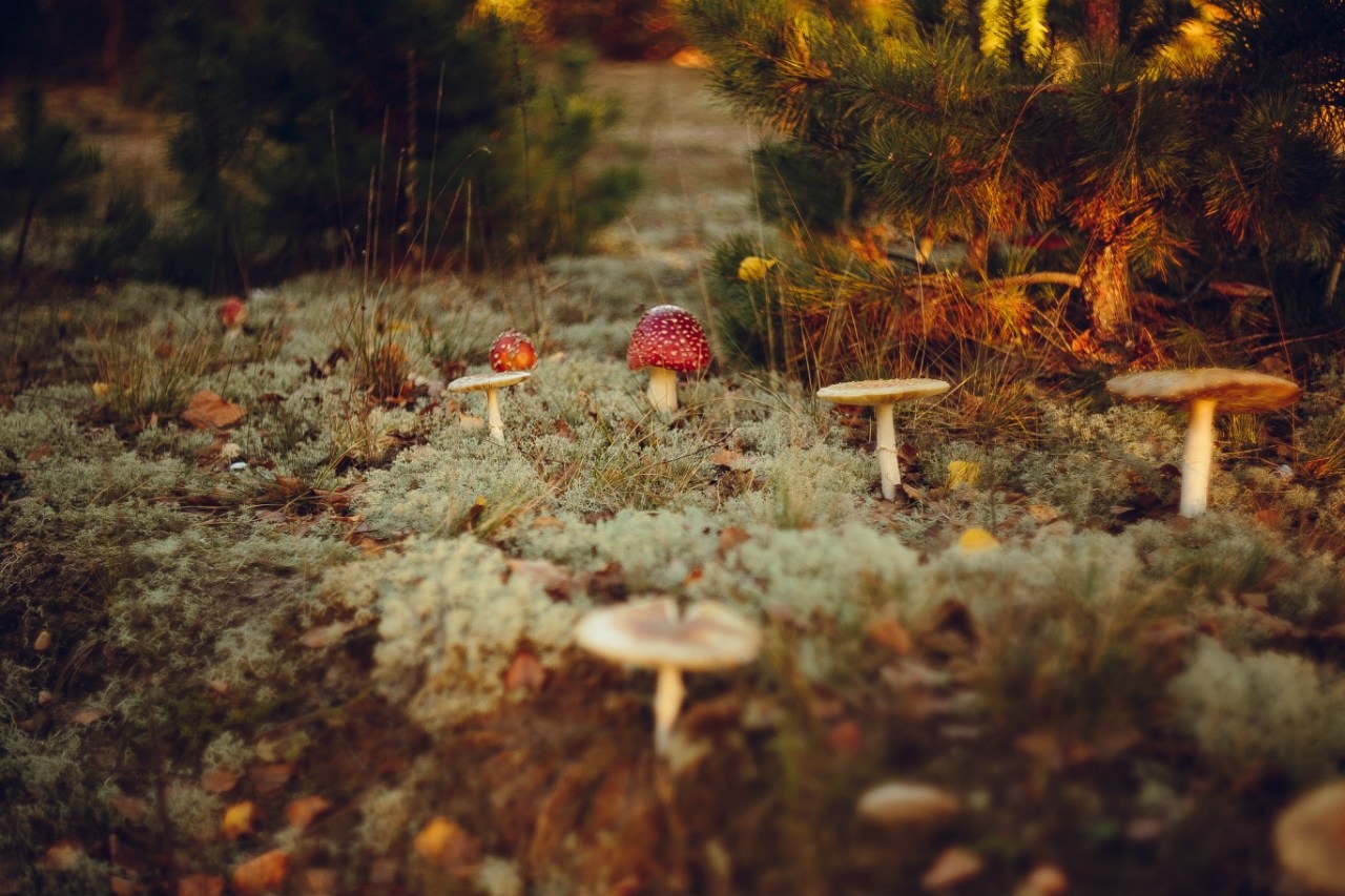 Осенью в лесу | Фотограф Артур Язубец | foto.by фото.бай
