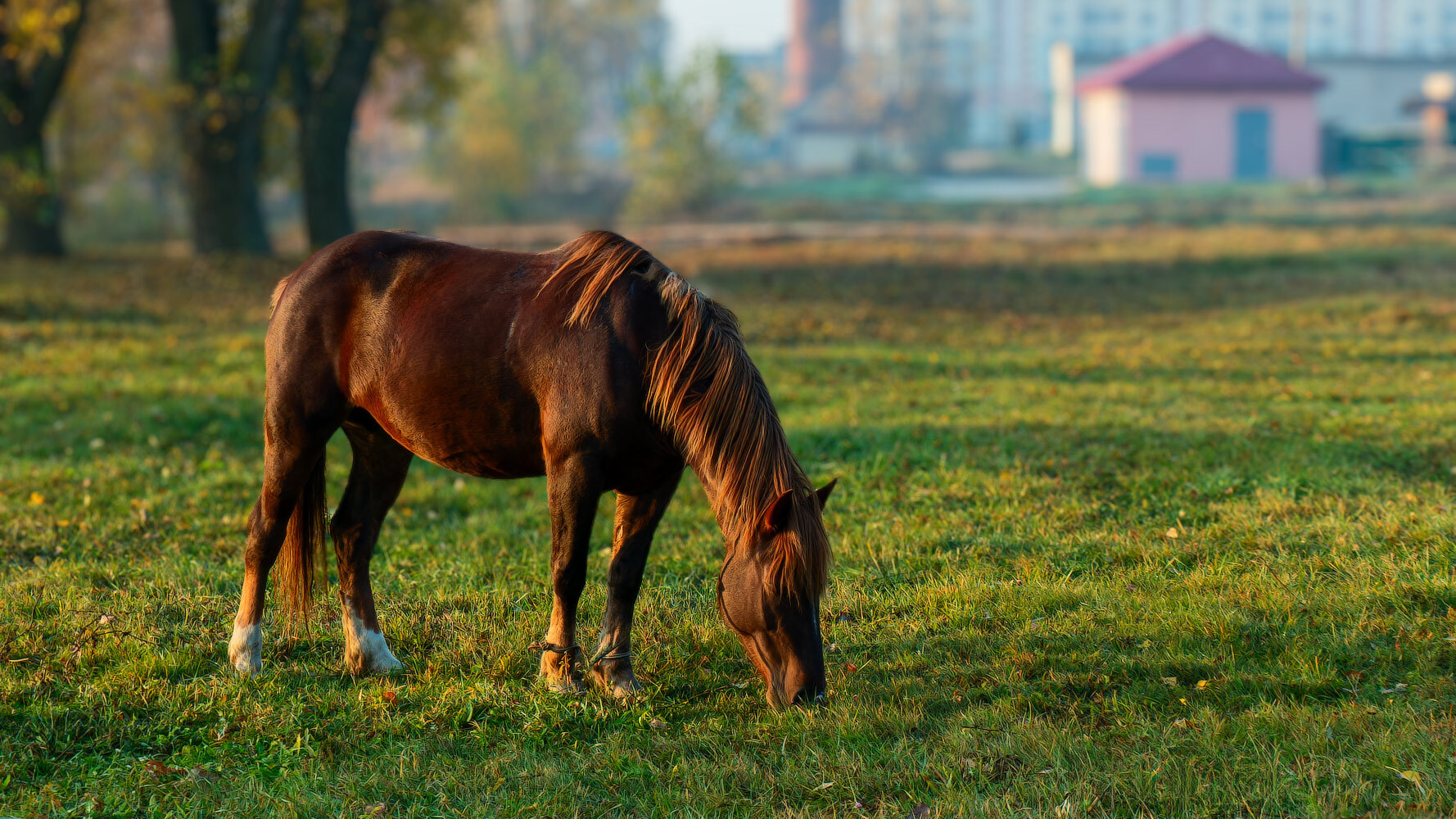 Цыган без коня - не цыган | Фотограф Владимир Ковалёв | foto.by фото.бай