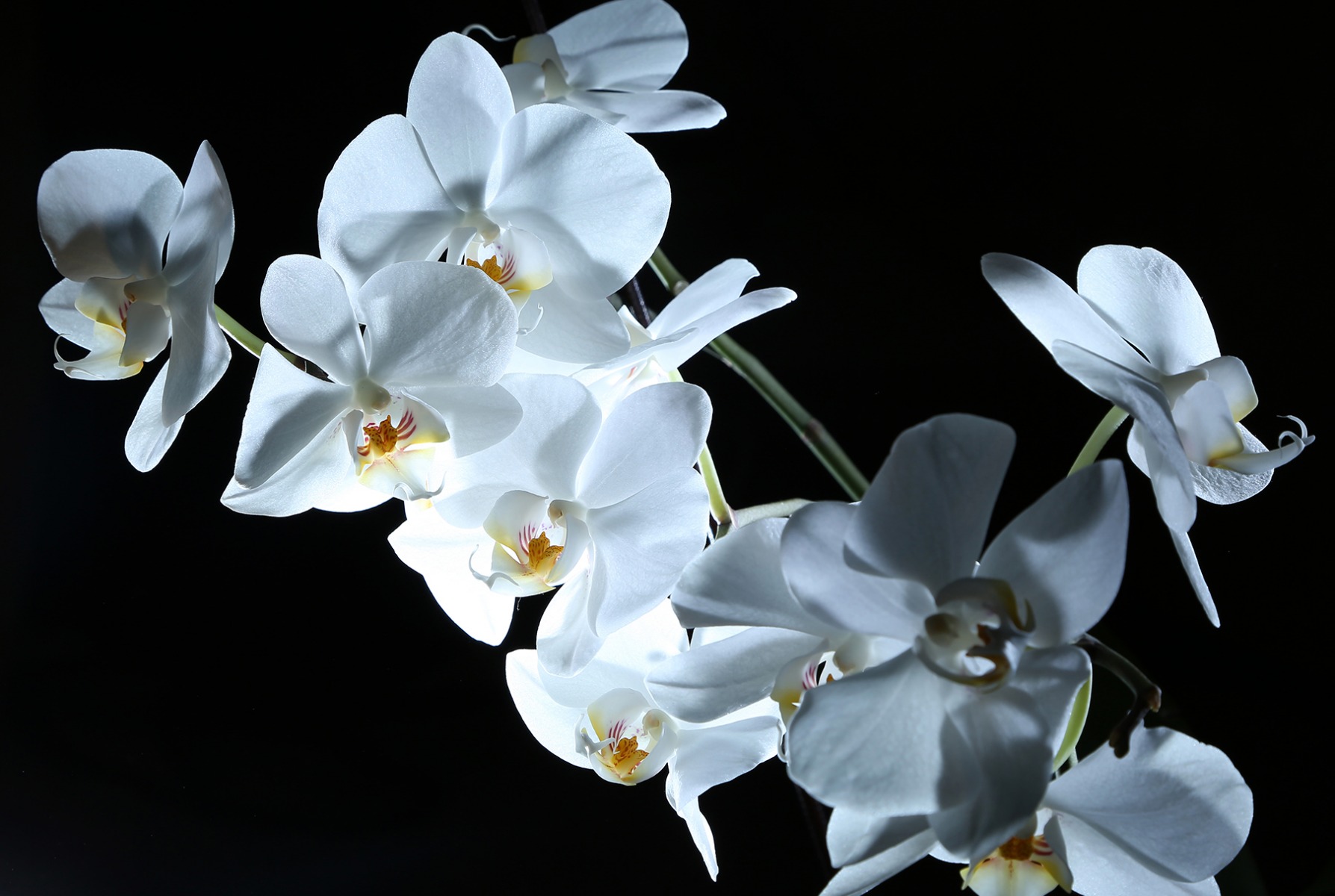 Орхидеи | Фотограф Полина Козинина | foto.by фото.бай