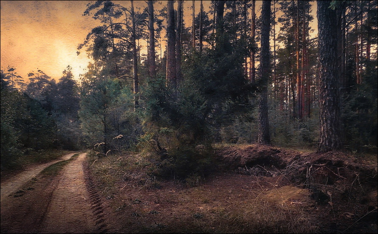 Вечер в  лесу | Фотограф Диана Буглак-Диковицкая | foto.by фото.бай