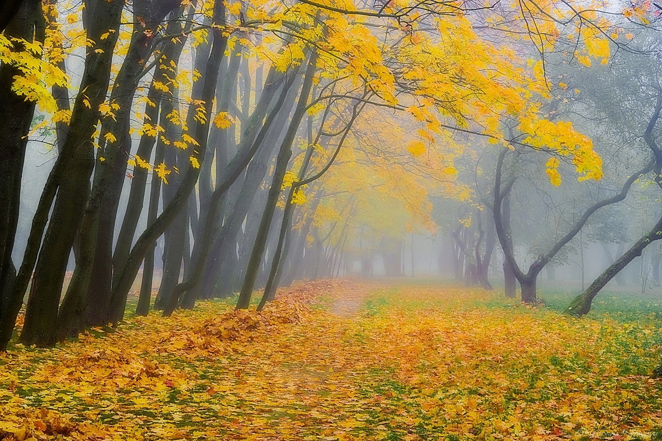 Осень | Фотограф Анатолий Адуцкевич | foto.by фото.бай