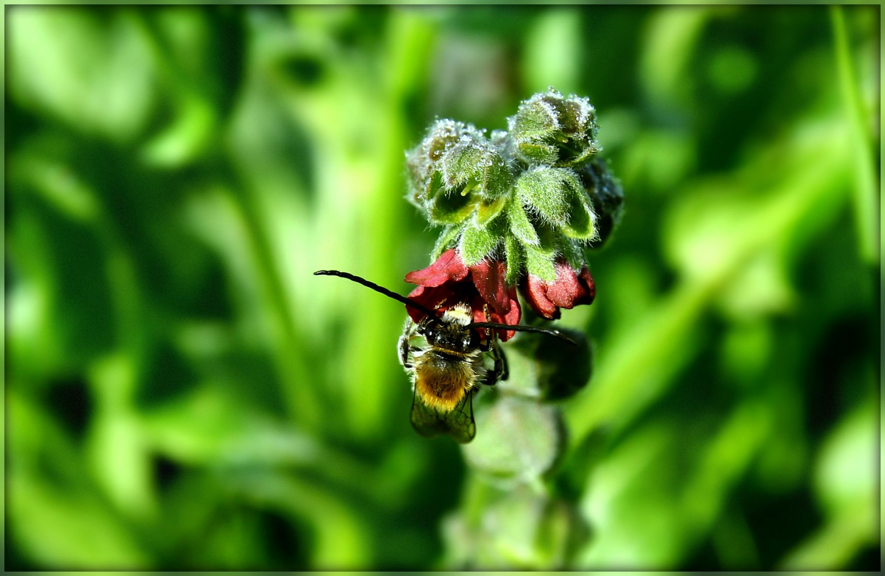 усатый "пчёл" | Фотограф MarY K | foto.by фото.бай