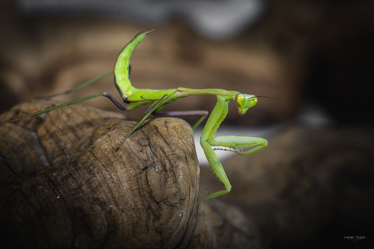 mantis | Фотограф Дмитрий Цвелёв | foto.by фото.бай