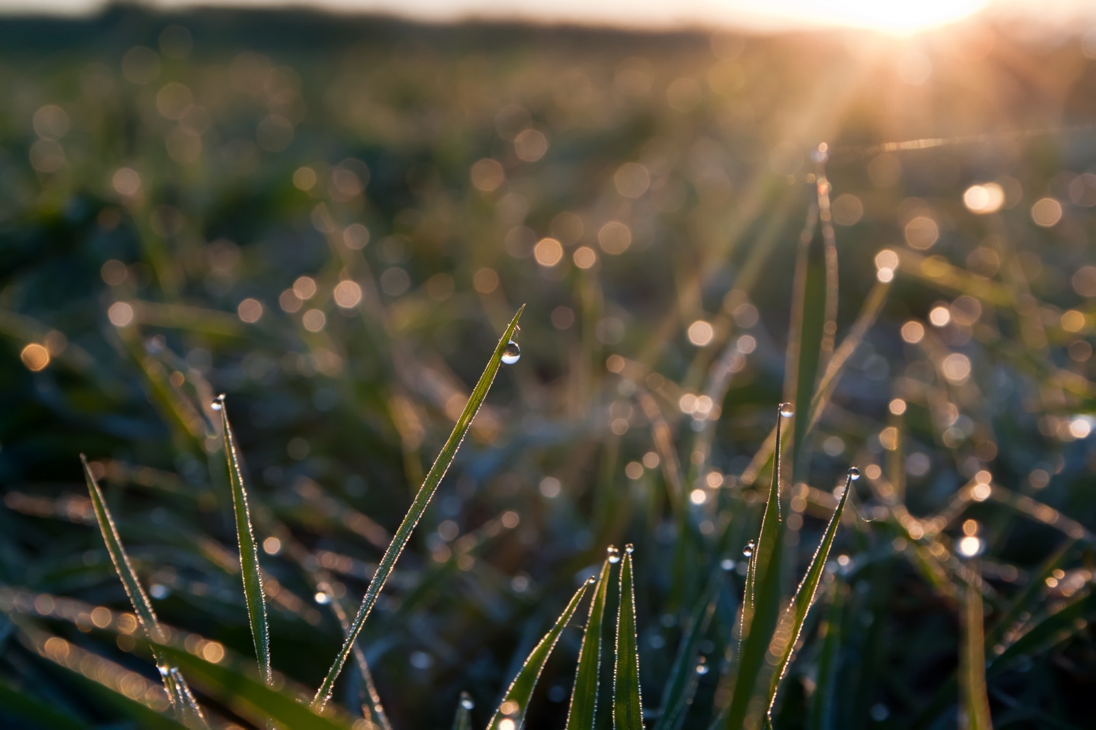 Слово утренняя роса. Occitane Утренняя роса. Вечерняя роса. Роса фото. Роса на траве.