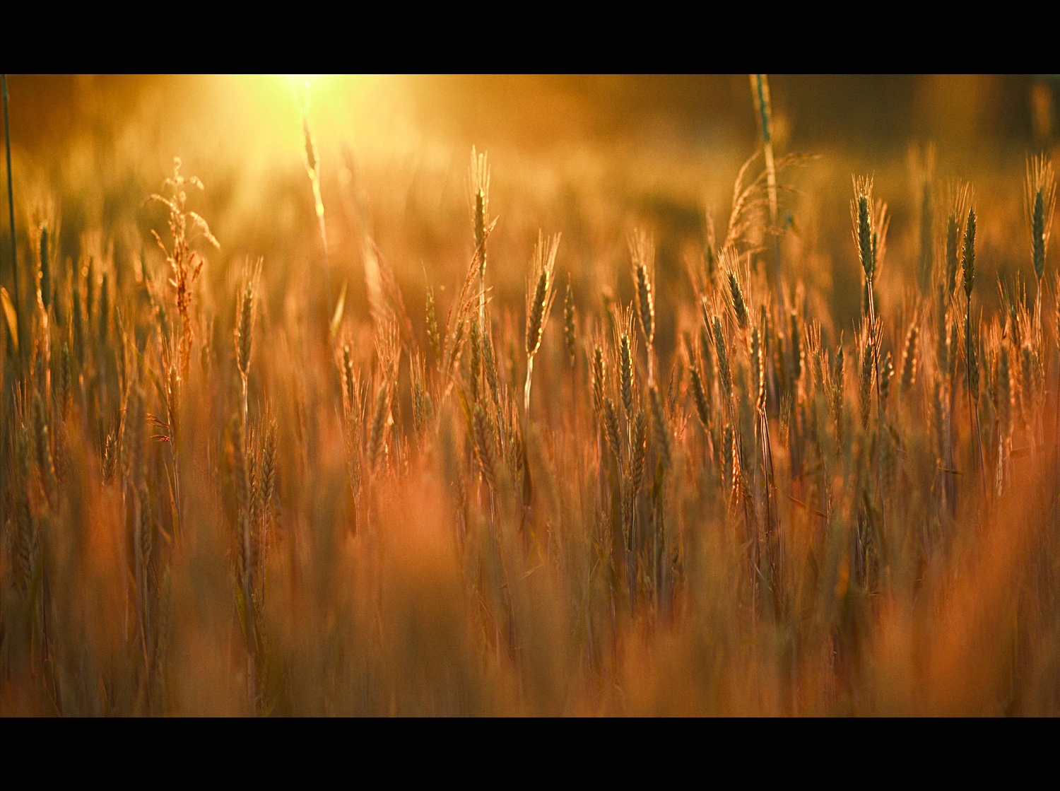 Рассвет на пшеничном поле | Фотограф Вадим Сосновский | foto.by фото.бай