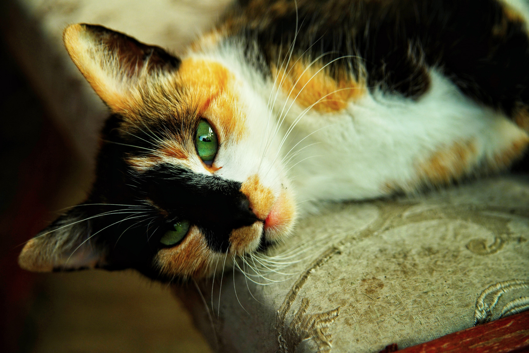 TypeB1 | Фотограф Max Vain | foto.by фото.бай