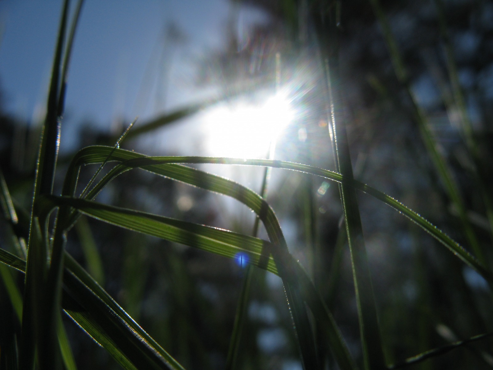 Солнце на траве | Фотограф Хмелевич Игорь | foto.by фото.бай