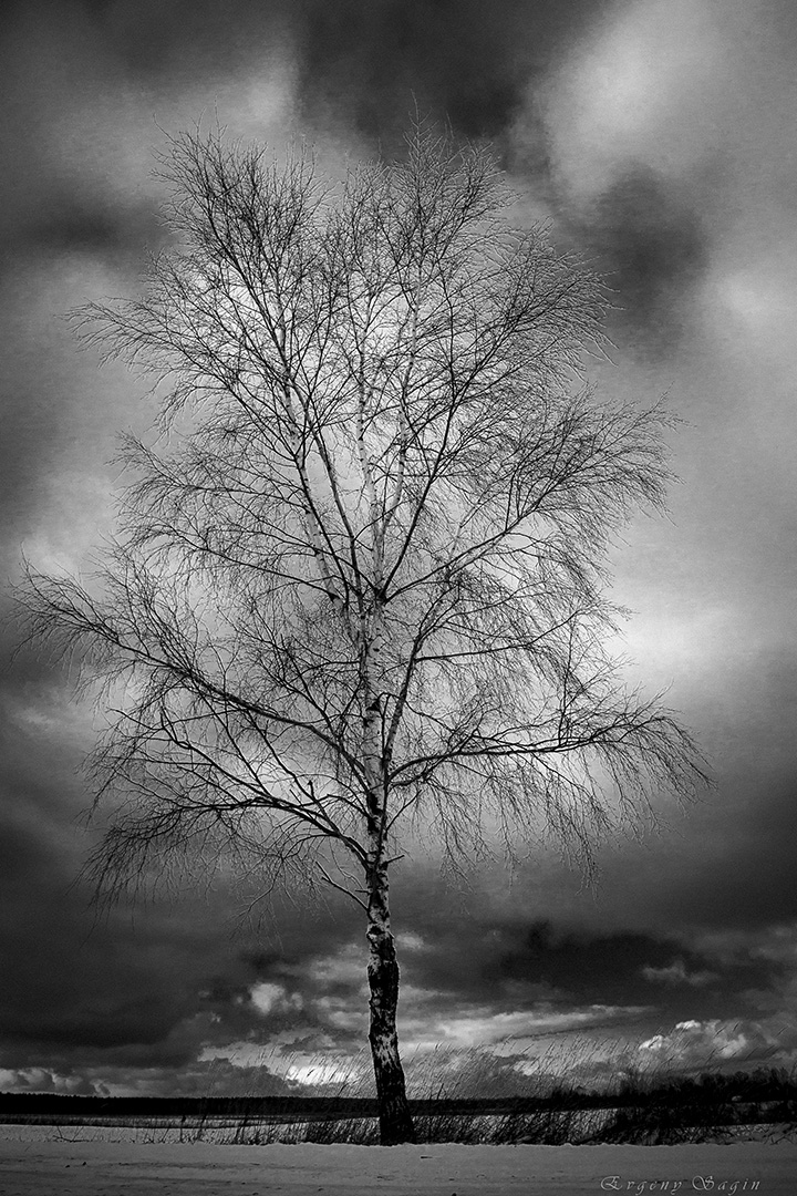 Одинокое... | Фотограф Яўген Sagin | foto.by фото.бай