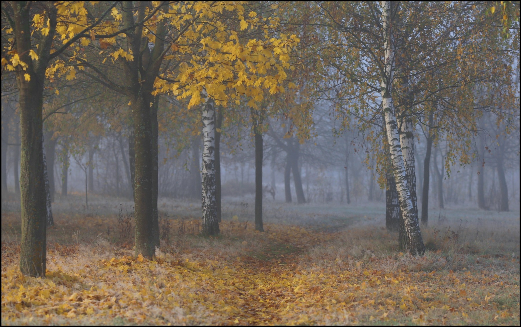 В парке осеннем туманный рассвет | Фотограф Александр Задёрко | foto.by фото.бай