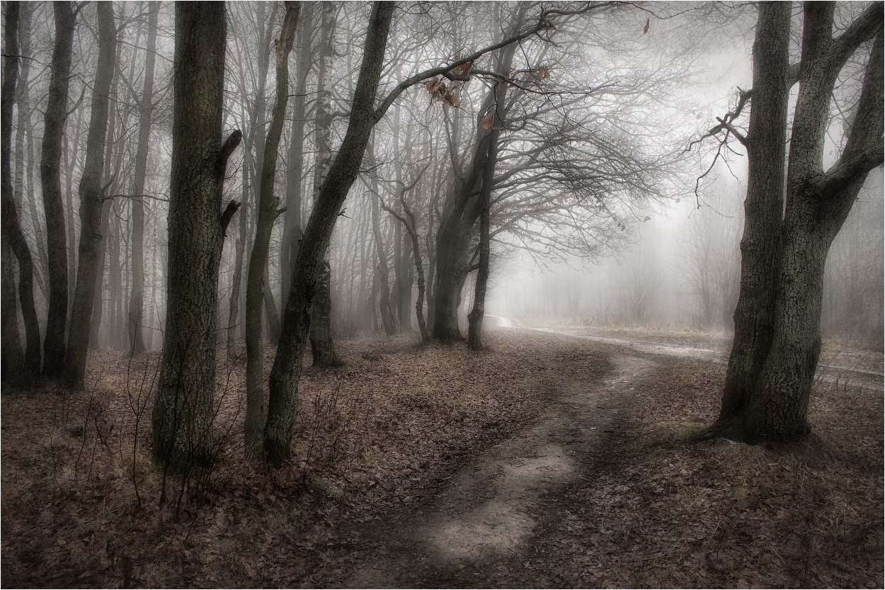 За туманом... | Фотограф Сергей Шабуневич | foto.by фото.бай