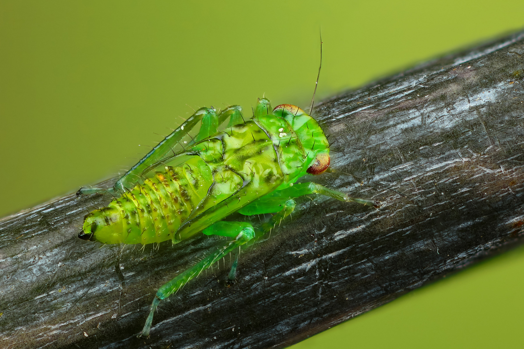 Личинка цикадки | Фотограф Андрей Шаповалов | foto.by фото.бай