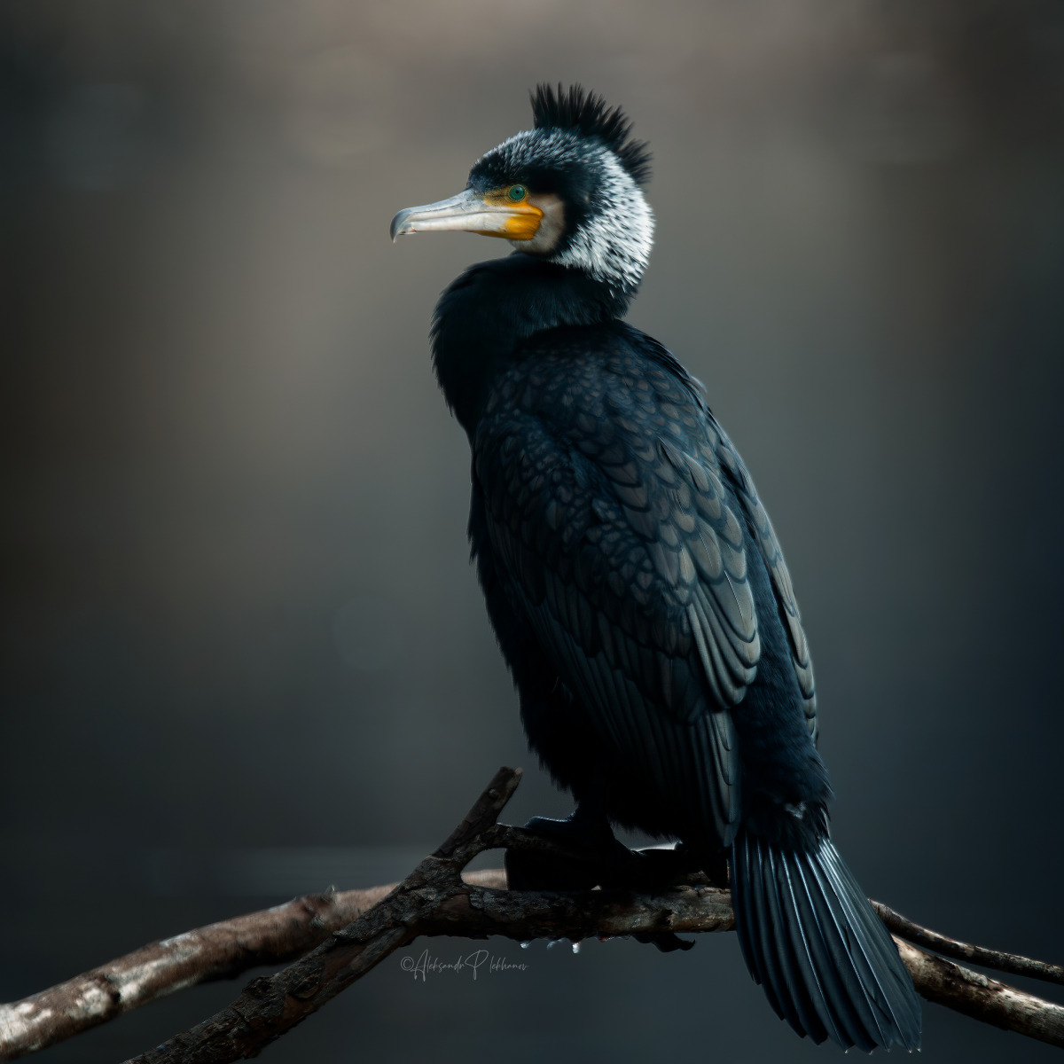 Образы живой природы | foto.by фото.бай