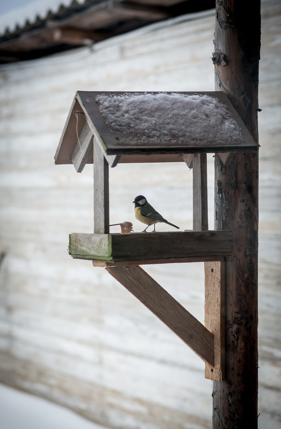 Наблюдение за птичками... | Фотограф Михаил Пестрак | foto.by фото.бай