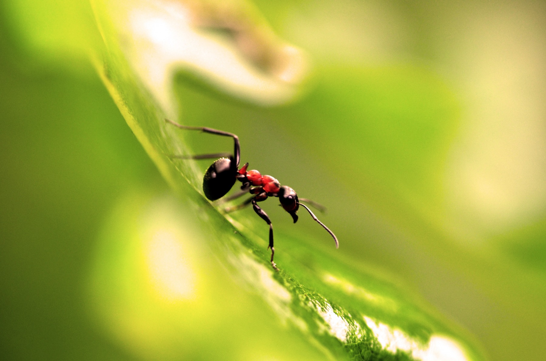 солнечный муравей | Фотограф Харук Виктор | foto.by фото.бай