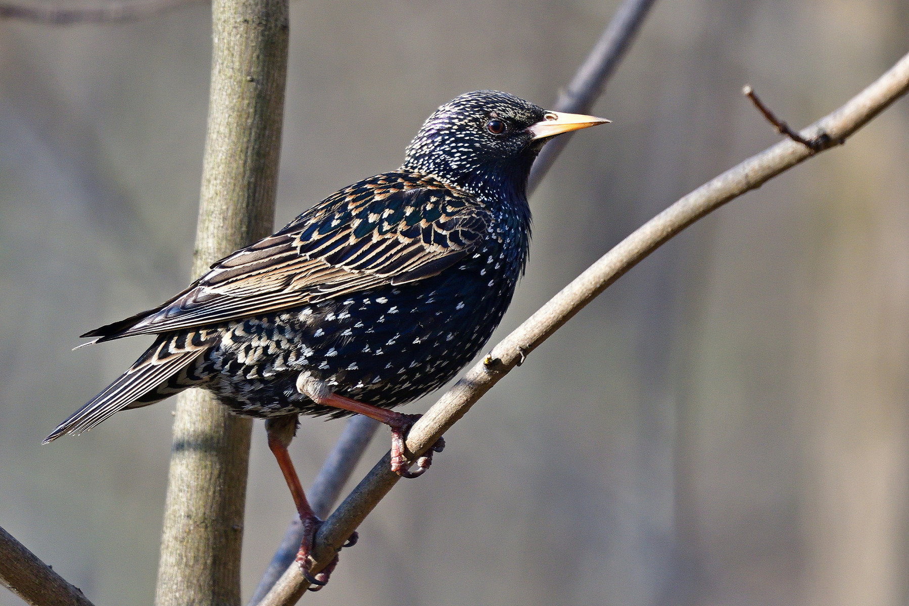 *** | Фотограф Ihar Karneichuk | foto.by фото.бай