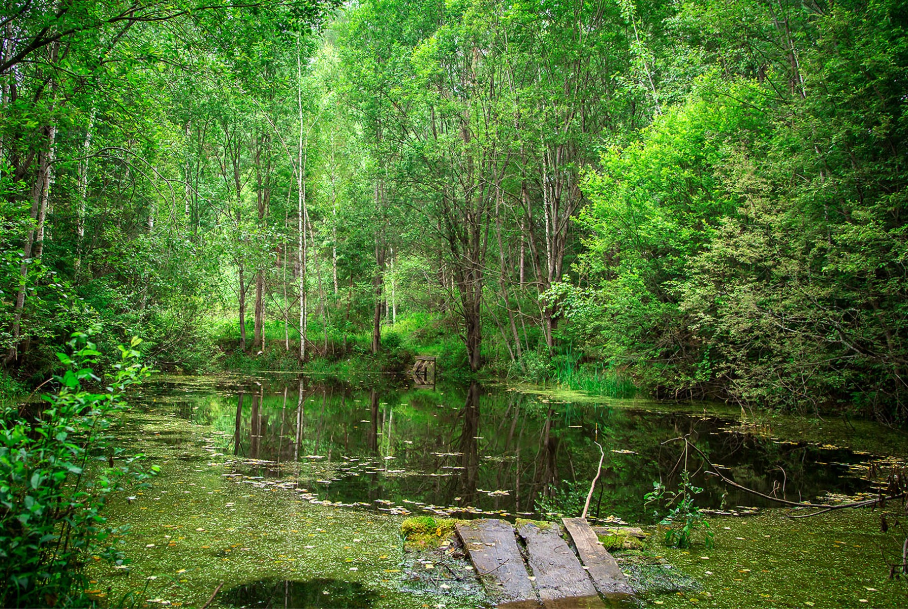 Лесного озерца