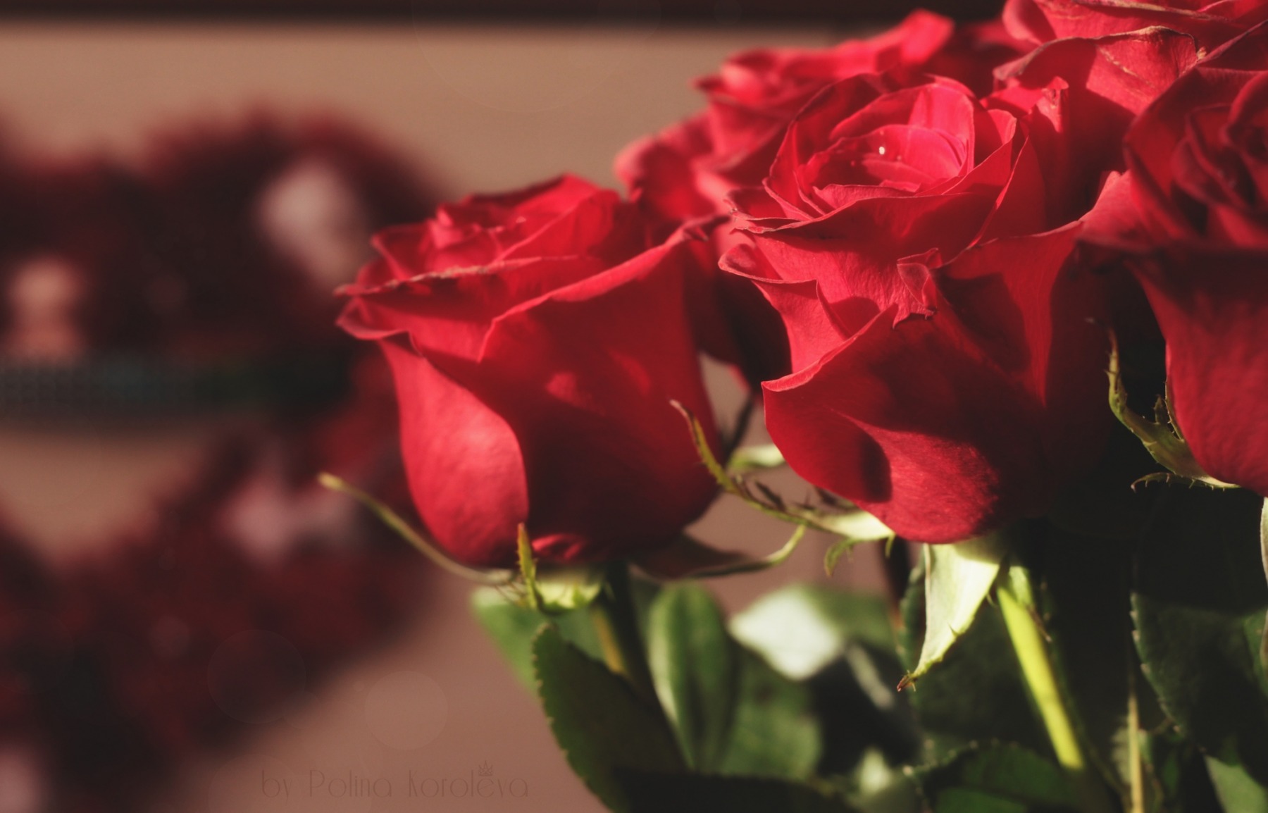 Розы | Фотограф Polina Koroleva | foto.by фото.бай