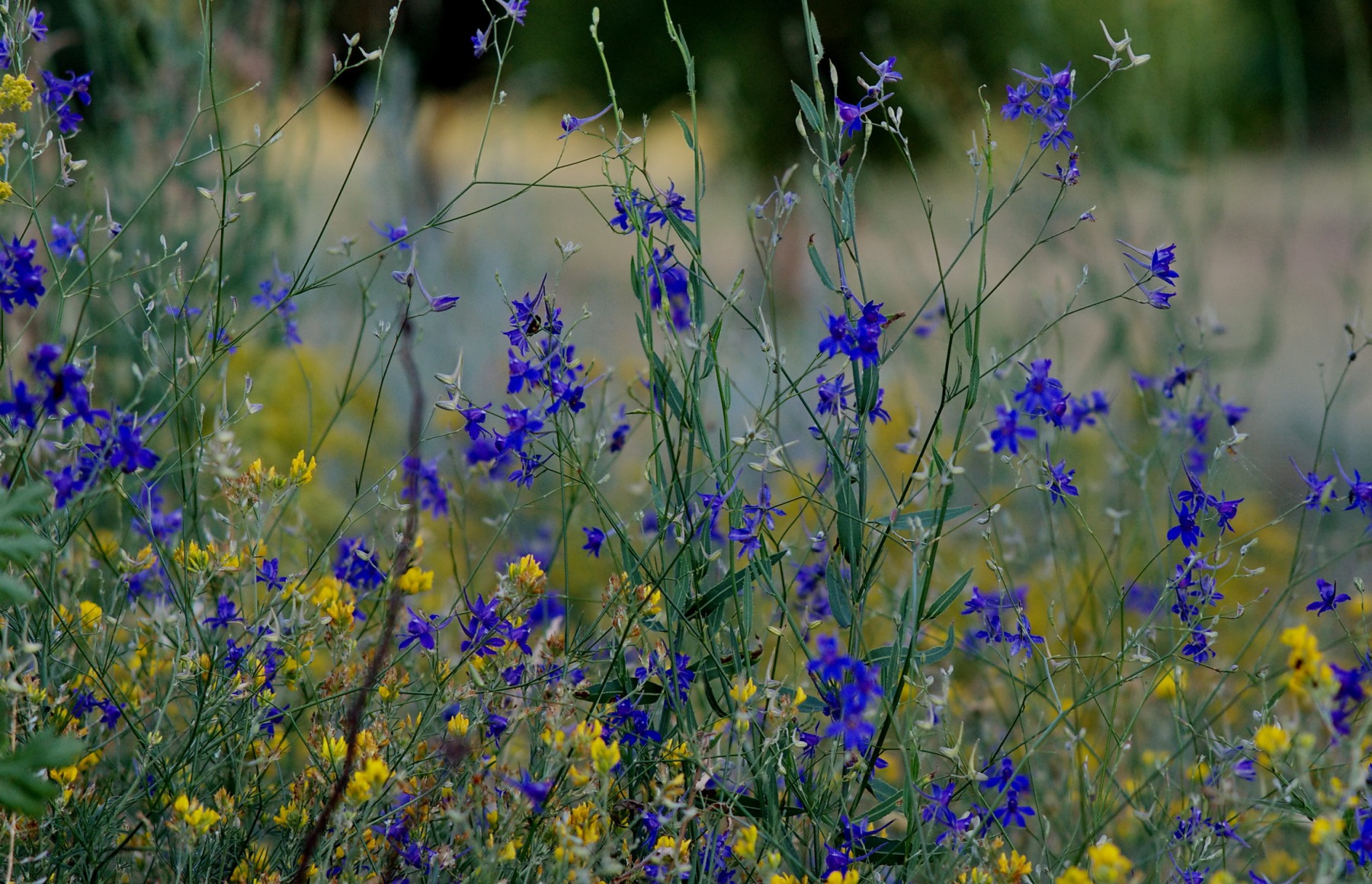 Полевые цветы... | Фотограф Leonid | foto.by фото.бай