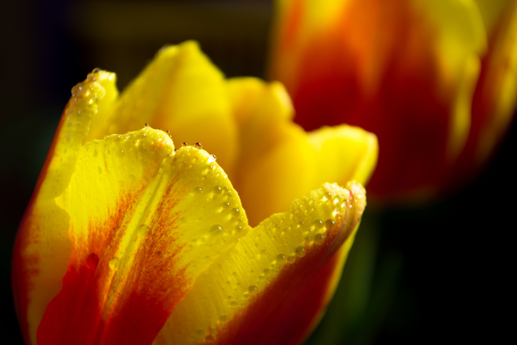 Весна, я скучаю.. | Фотограф Павел Дамарад | foto.by фото.бай