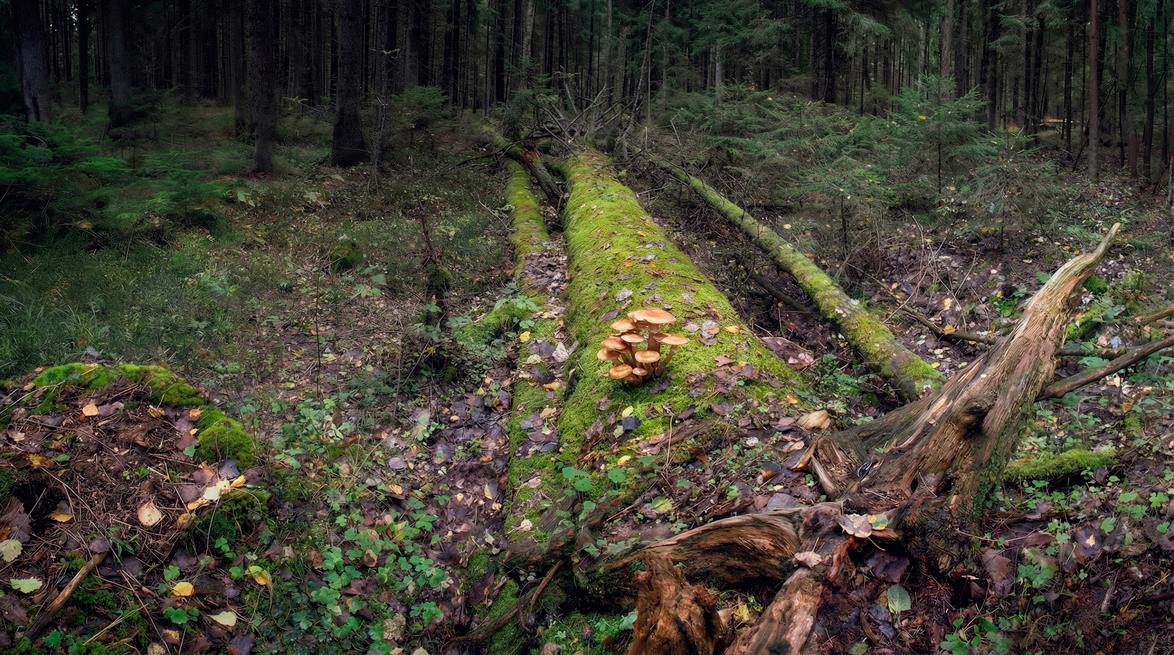 Лесная зарисовка | Фотограф Сергей Шабуневич | foto.by фото.бай