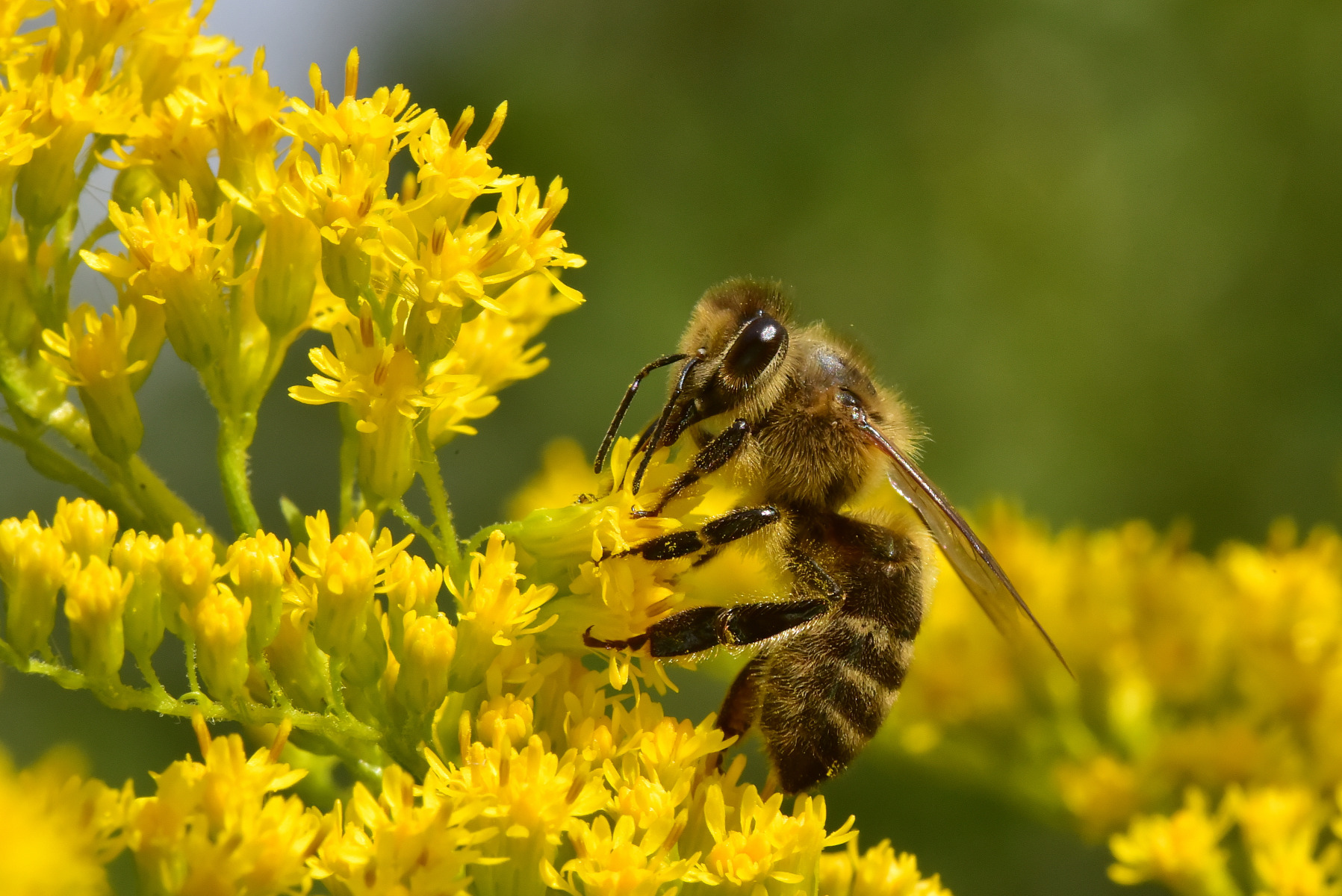 Bee. | foto.by фото.бай