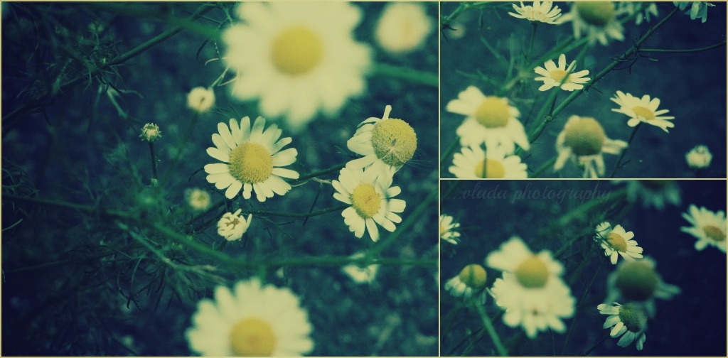 Flowers | Фотограф Vlada Volkova | foto.by фото.бай