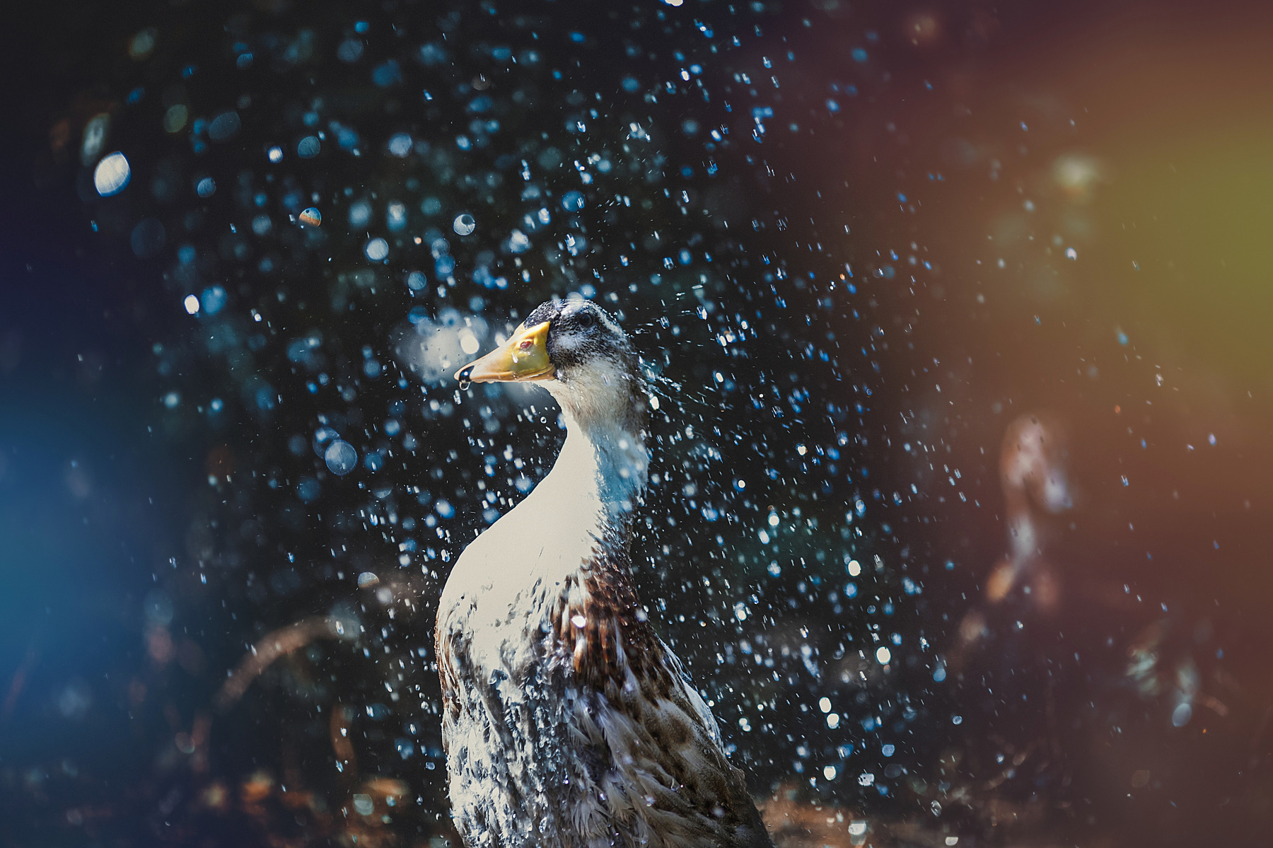 Весенний душ | Фотограф Павел Помолейко | foto.by фото.бай