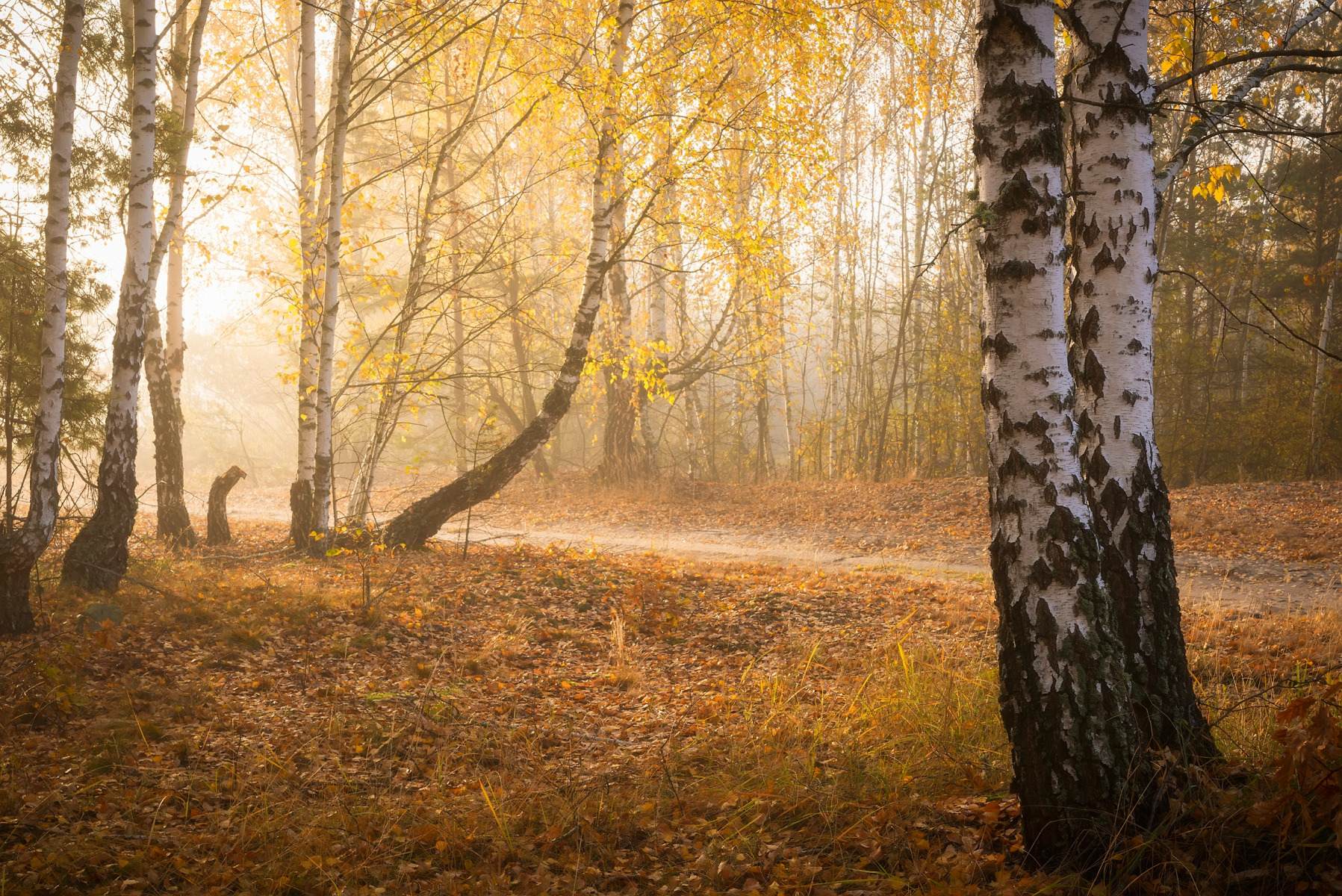 Осеннее утро | Фотограф Дмитрий Захаров | foto.by фото.бай