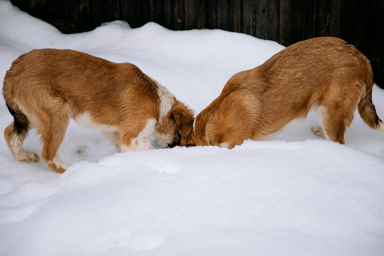 Фотограф в Минске - семейный, свадебный, репортажный фотограф. Фотосъёмка крещения, дня рождения, юбилея, венчания, корпоратива в Минске., фотография от 18.02.2026