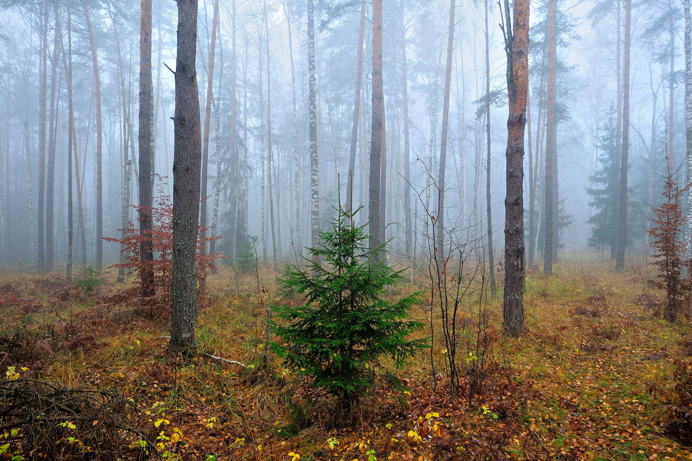В тумане леса | Фотограф Стас Аврамчик | foto.by фото.бай