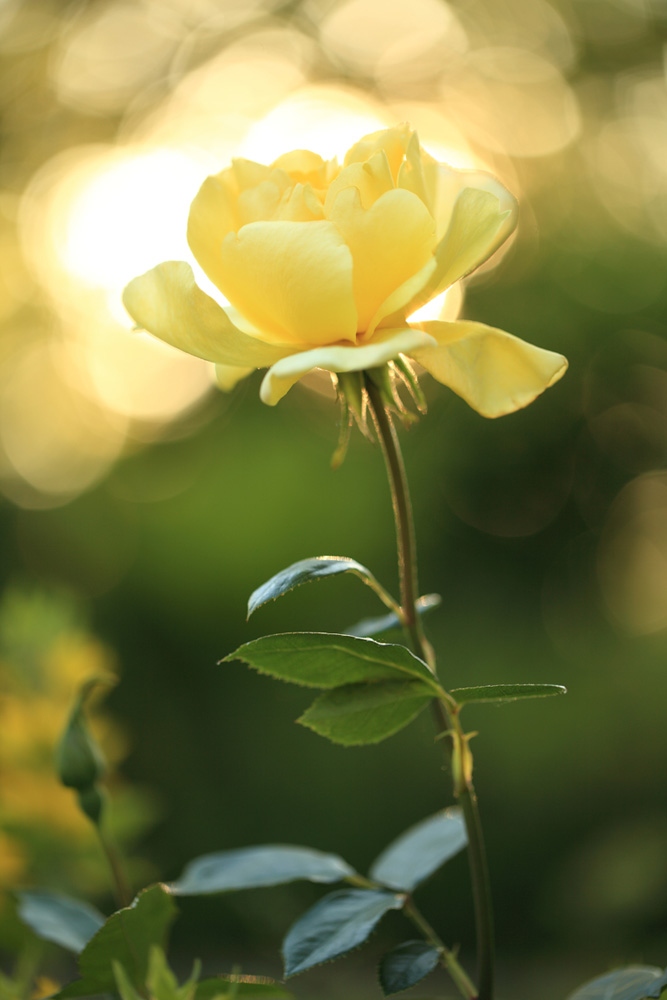 Желтая роза... | Фотограф Надежда Пахомова | foto.by фото.бай