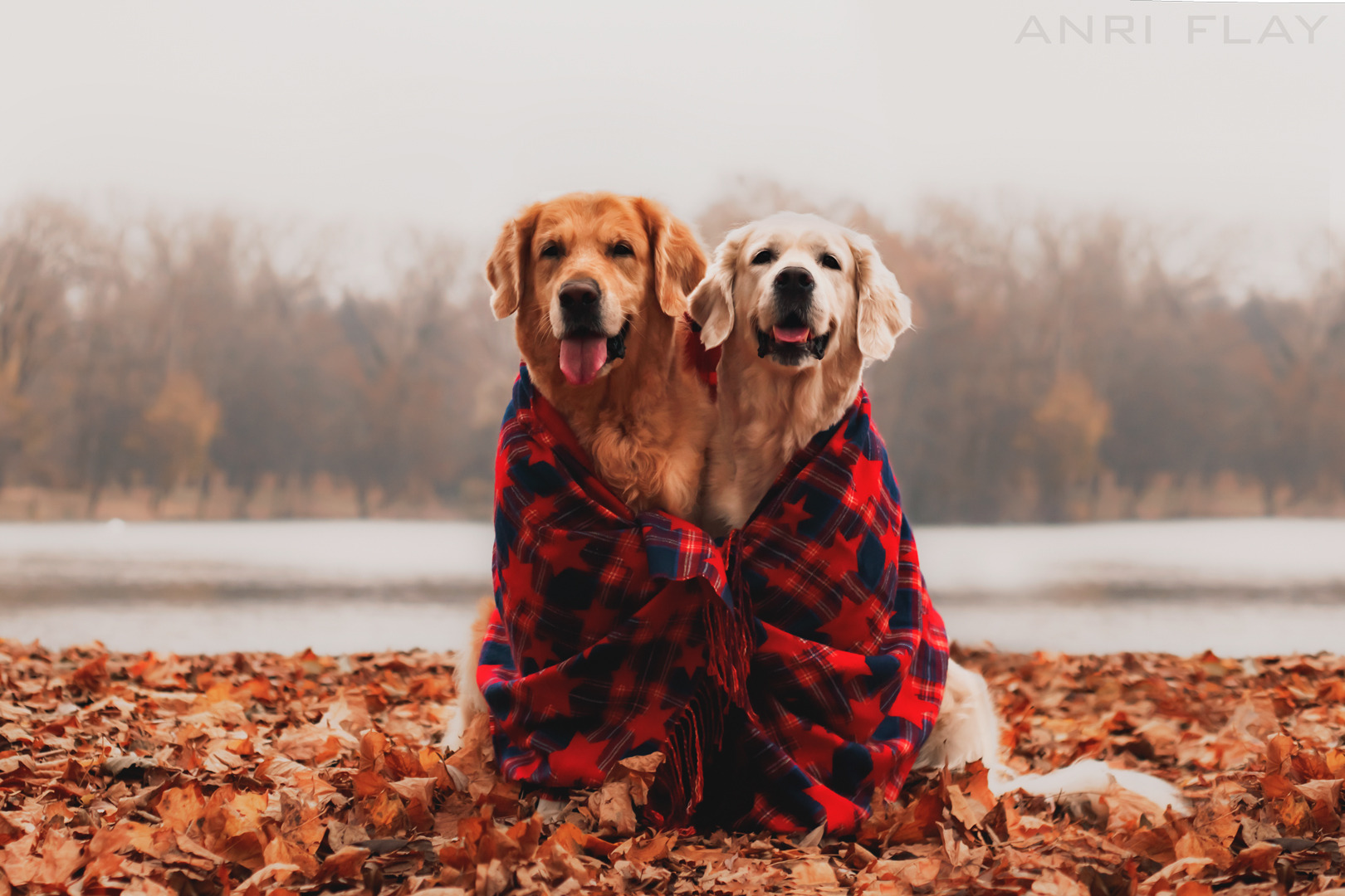 Осенние золотистые ретриверы:) | Фотограф Анна Савченко | foto.by фото.бай