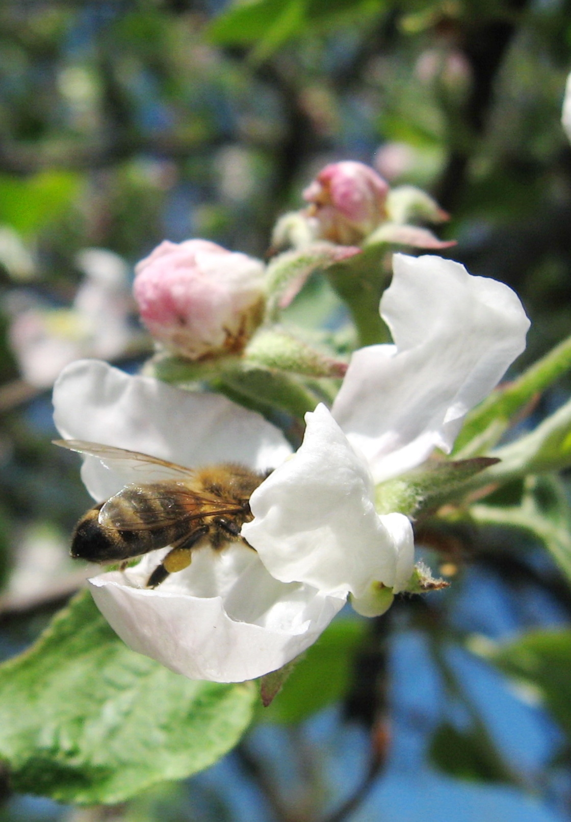 Весна, пчела и яблоня. | Фотограф Андрей Суша | foto.by фото.бай